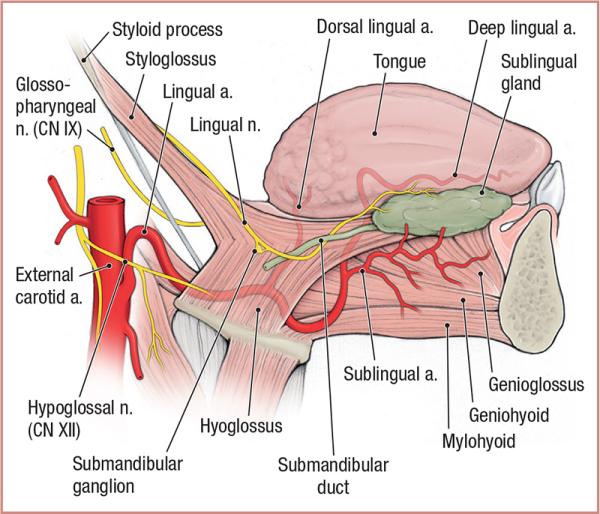 thumbs/Extrinsic Muscles and Blood Supply to the Tongue.jpeg.jpg